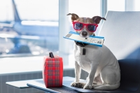 In Cabin Airline Pet Carrier