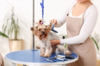 Dog Being Groomed by Professional Groomer
