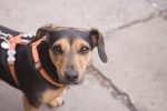 Anxious Look on Dog