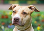 American Pit Bull