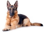 German Shepherd Dog Sitting