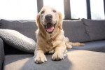 Dog Sitting on Couch