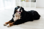 Cute Bernese Mountain Dog