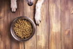 Dog and bowl of food