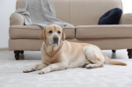 Yellow labrador retriever