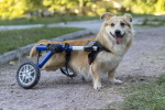 dog in a wheelchair